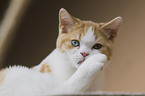 young British Shorthair