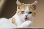young British Shorthair