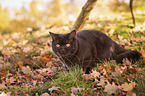 lying British Shorthair