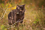 British Shorthair