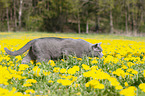 walking British Shorthair
