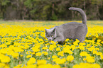 walking British Shorthair