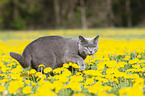 walking British Shorthair