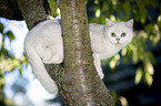 British Shorthair on a tree