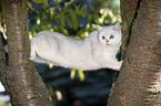 British Shorthair on a tree