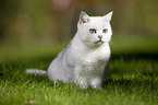 British Shorthair on a meadow