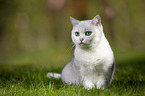 British Shorthair on a meadow