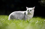 British Shorthair on a meadow