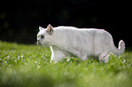 British Shorthair on a meadow