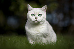 British Shorthair on a meadow