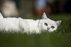British Shorthair on a meadow