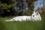 British Shorthair on a meadow