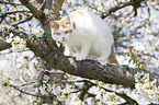 climbing British Shorthair