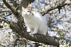 climbing British Shorthair