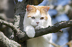 climbing British Shorthair
