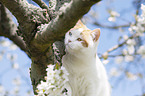 British Shorthair Portrait