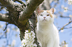 British Shorthair on tree