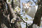 British Shorthair on tree