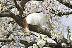 sitting British Shorthair