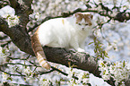 sitting British Shorthair