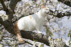 sitting British Shorthair
