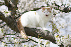sitting British Shorthair