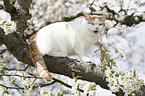 sitting British Shorthair