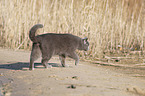 British Shorthair at the lake