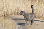 British Shorthair at the lake