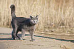 British Shorthair at the lake