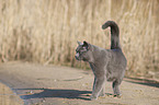 British Shorthair at the lake