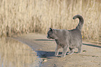British Shorthair at the lake