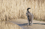 British Shorthair at the lake