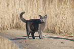British Shorthair at the lake
