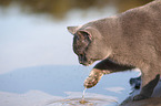 British Shorthair at the lake