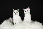 blue eyed british shorthair cat