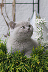 British Shorthair Kitten