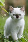 British Shorthair Kitten