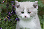 British Shorthair Kitten