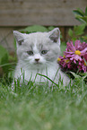 British Shorthair Kitten