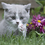 British Shorthair Kitten