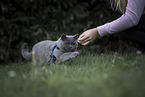 British Shorthair tomcat