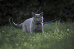 British Shorthair tomcat