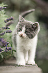 British Shorthair Kitten