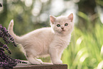 British Shorthair Kitten