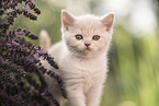 British Shorthair Kitten