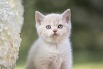 British Shorthair Kitten