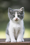 British Shorthair Kitten