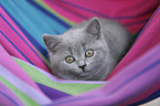 British Shorthair Kitten