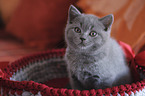 British Shorthair Kitten